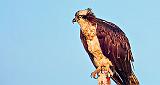 Osprey On A Post At Sunrise_DSCF19798